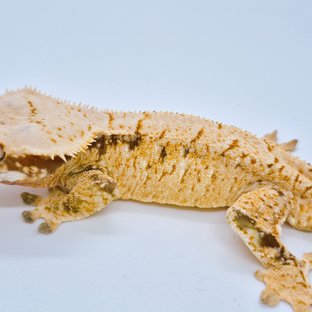 노멀 트라이 익스트림할리퀸