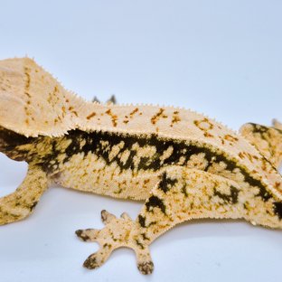 노멀 쿼드 트라이