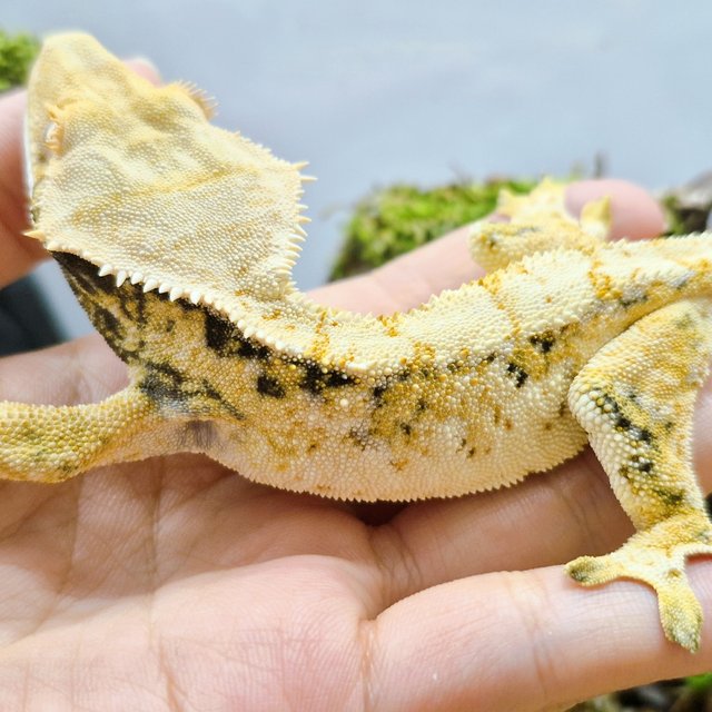 노멀 트라이 익스트림할리퀸