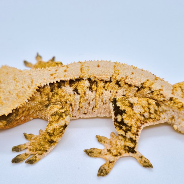 노멀 트라이 익스트림할리퀸