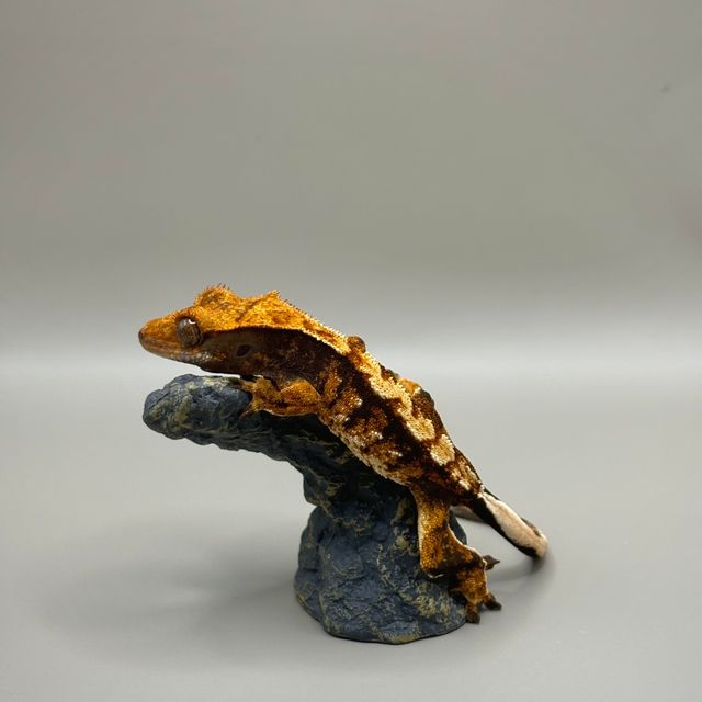 트라이 텐저린