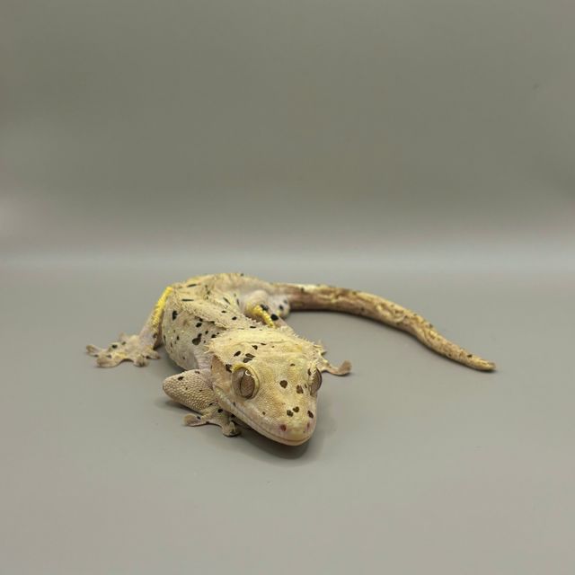 달마시안 슈퍼달마시안