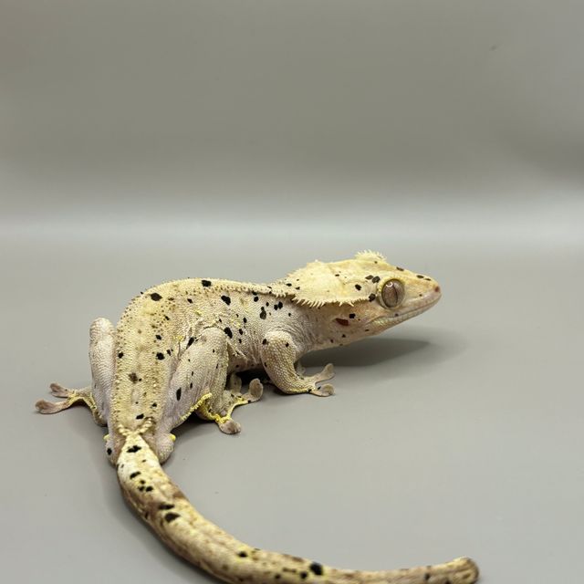 달마시안 슈퍼달마시안
