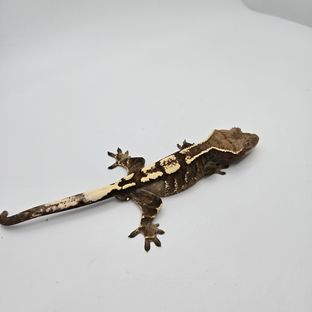 세이블