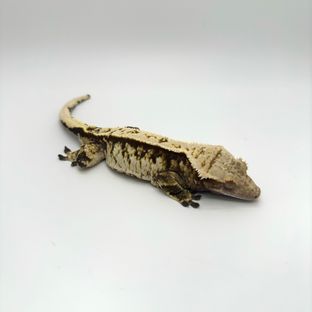 노멀 화이트스팟