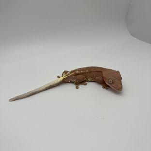 팬텀 프라푸치노