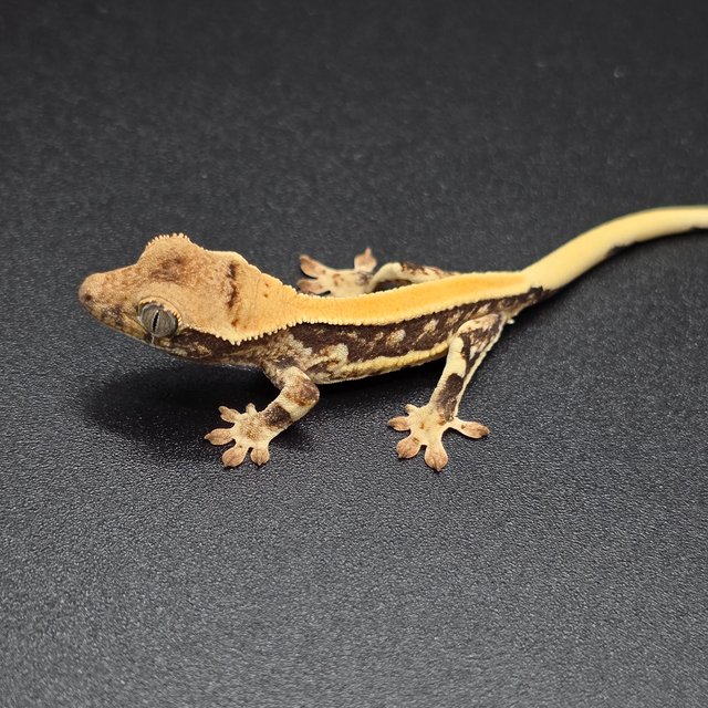 릴리화이트 솔리드백