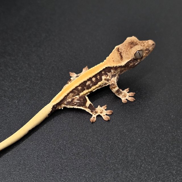 릴리화이트 솔리드백