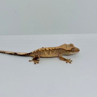 노멀 트라이 익스트림할리퀸 화이트스팟