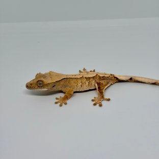 트라이 노멀 익스트림할리퀸 화이트스팟