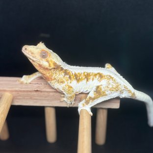 릴리화이트 트라이