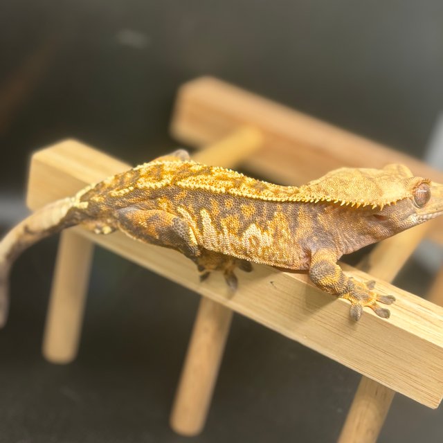 노멀 트라이 텐저린