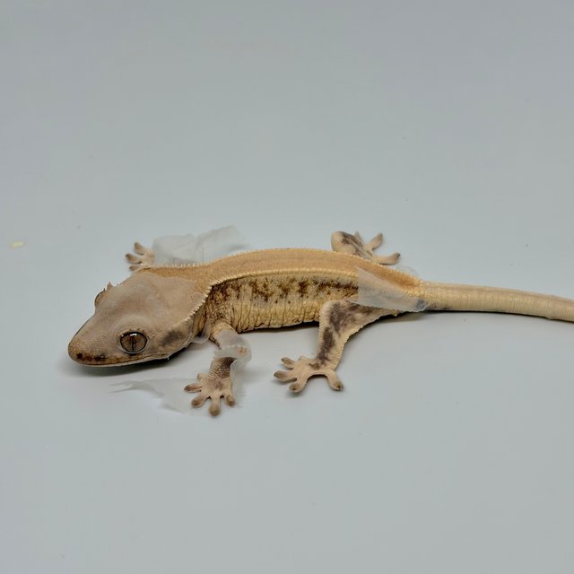 릴리화이트 솔리드백