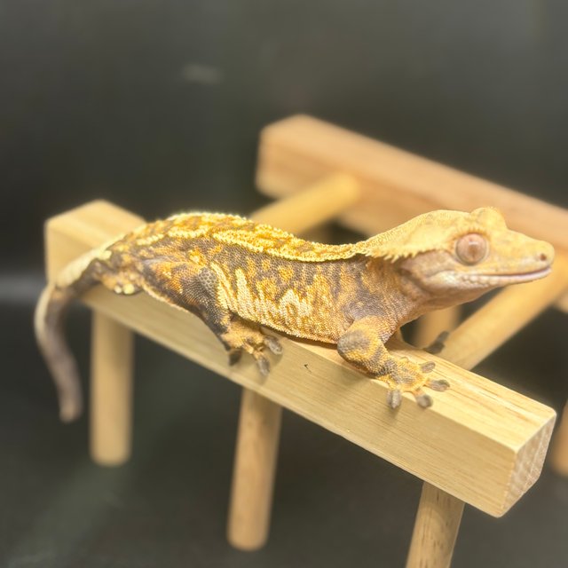 노멀 트라이 텐저린