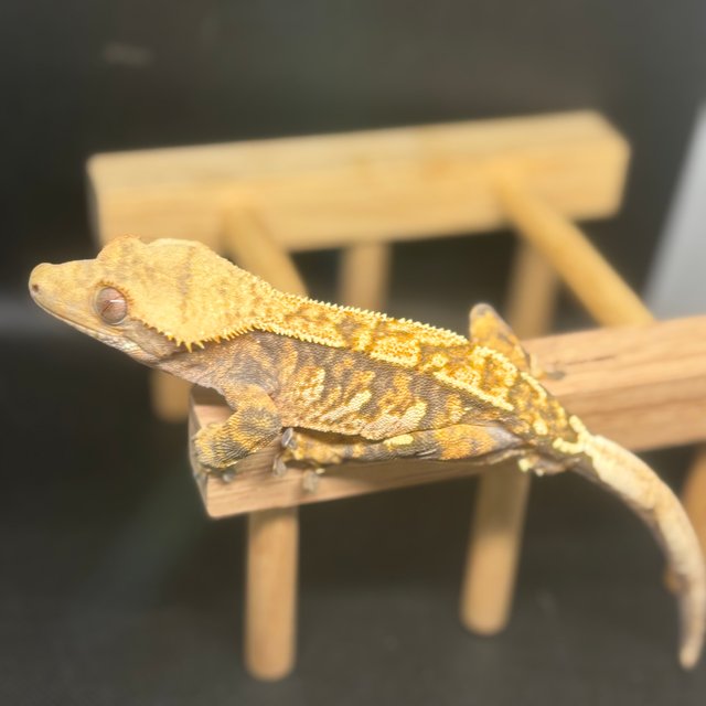 노멀 트라이 텐저린