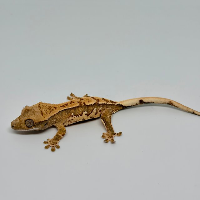 노멀 트라이 익스트림할리퀸