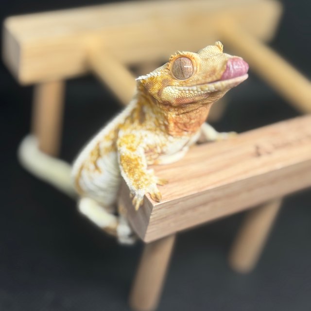 릴리화이트 트라이