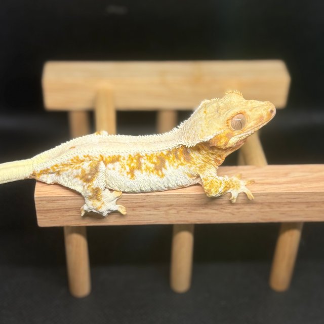 릴리화이트 트라이