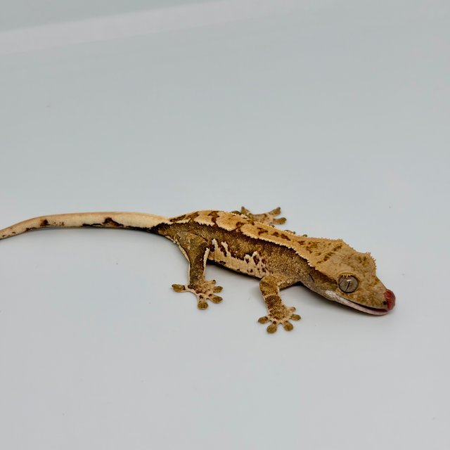 노멀 트라이 익스트림할리퀸