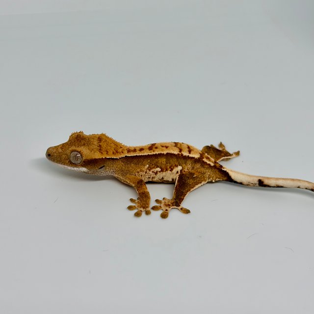 노멀 트라이 익스트림할리퀸