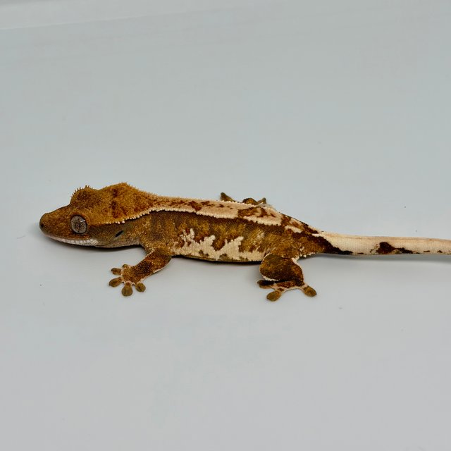 노멀 트라이 익스트림할리퀸