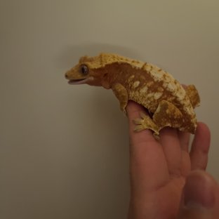 스트로베리 레드 텐저린 트라이