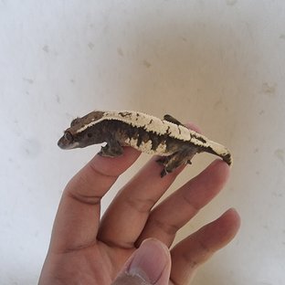 세이블