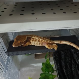 드리피 화이트스팟 레드 스트로베리 텐저린 트라이