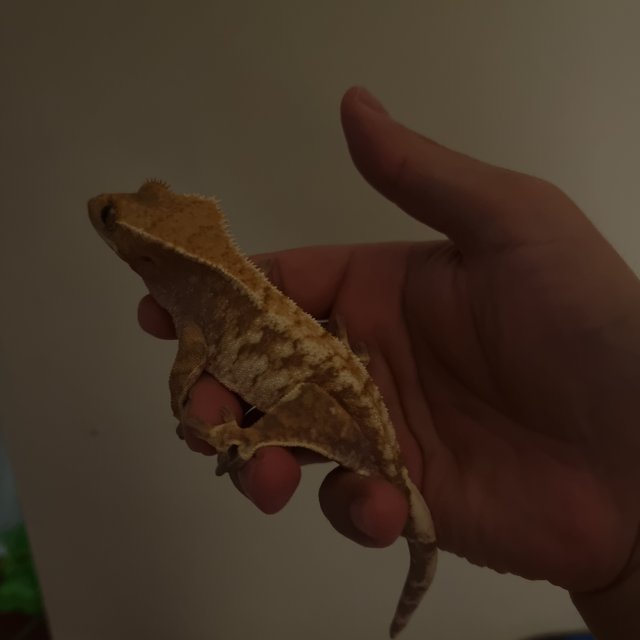 드리피 화이트스팟 레드 스트로베리 텐저린 트라이