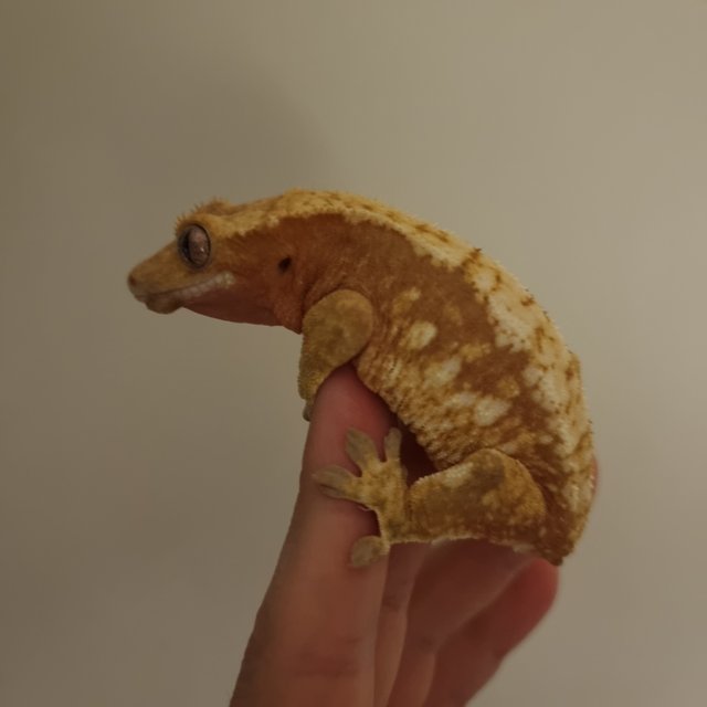 스트로베리 레드 텐저린 트라이