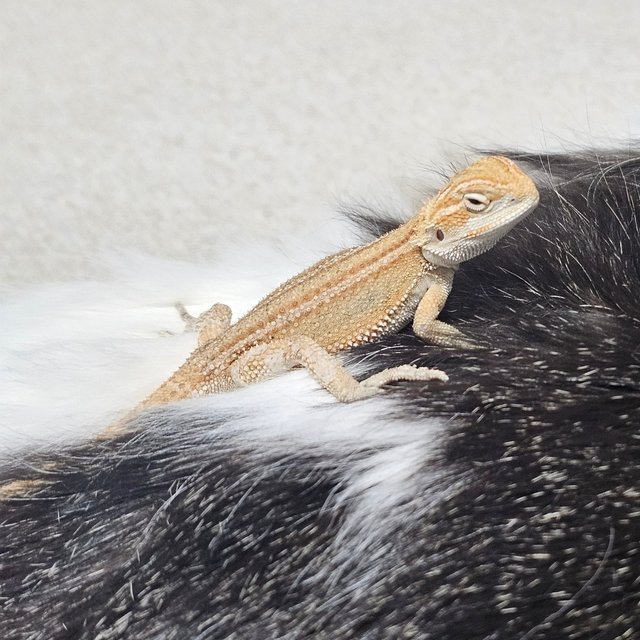 하이포 제네틱 스트라이프 시트러스