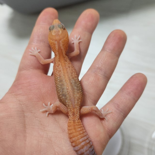 화이트아웃 아멜라니스틱 패턴리스