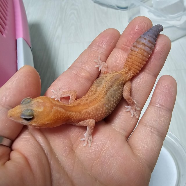 화이트아웃 아멜라니스틱 패턴리스