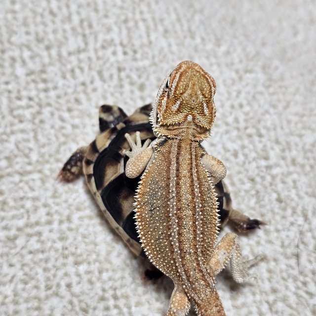 하이포 제네틱 스트라이프 시트러스