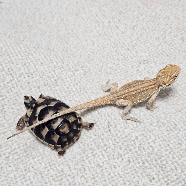 하이포 제네틱 스트라이프 시트러스