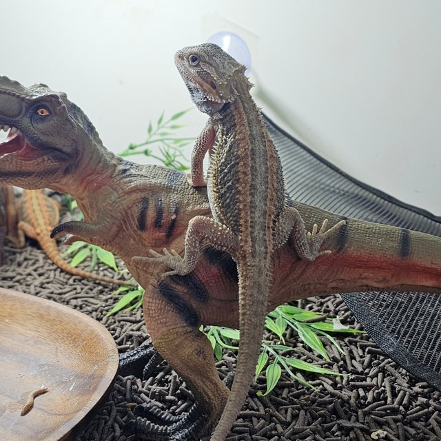 하이포 트랜슬 썬더볼트