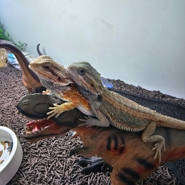 하이포 트랜슬 썬더볼트