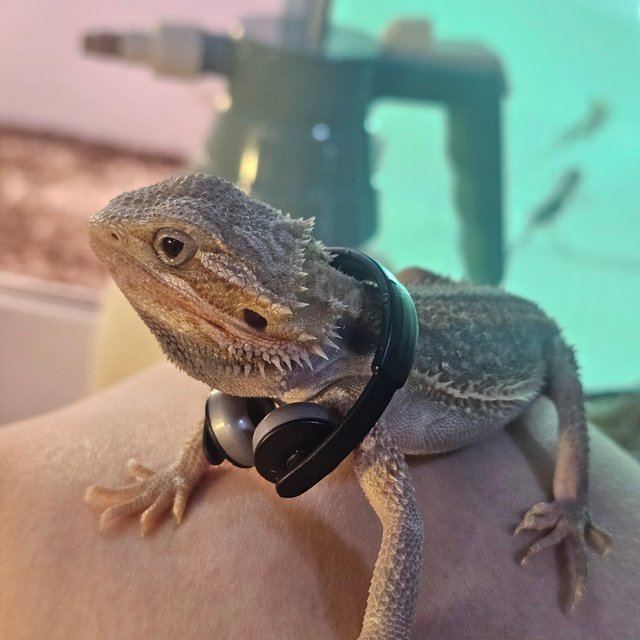 하이포 트랜슬 썬더볼트