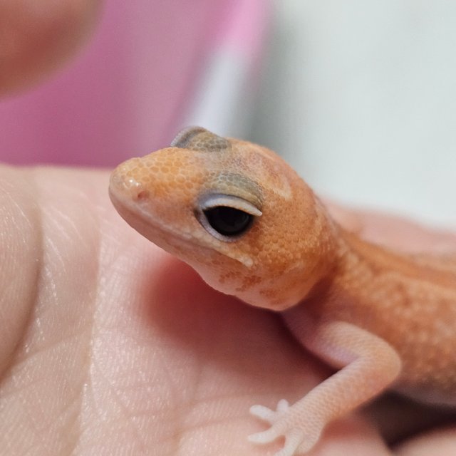 화이트아웃 아멜라니스틱 패턴리스