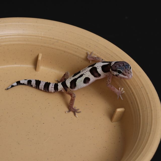 스노우 블랙나이트