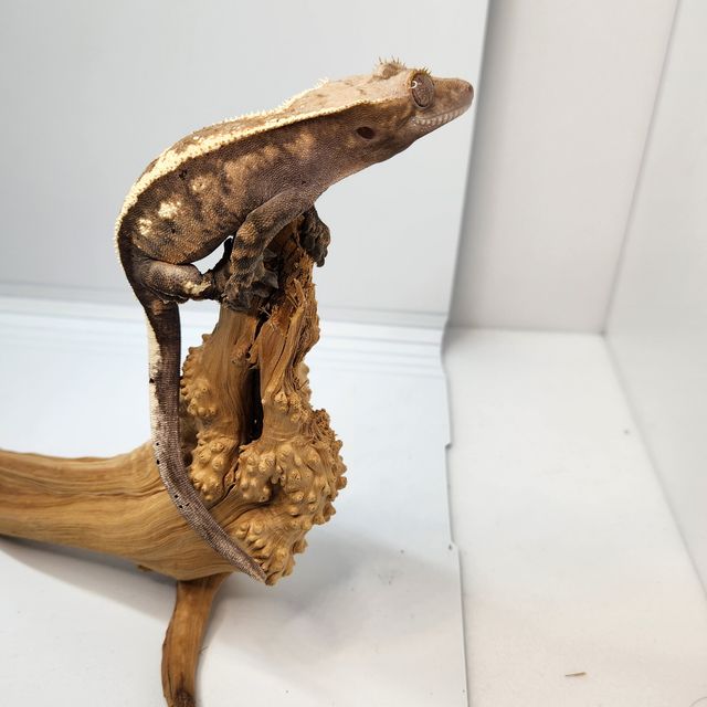 세이블