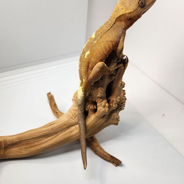 카푸치노 RCK