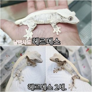 헤르메스