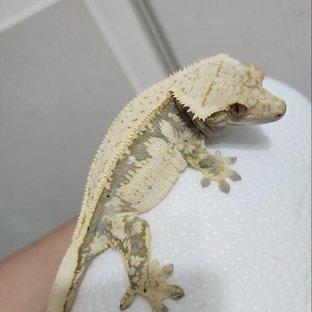 퀸