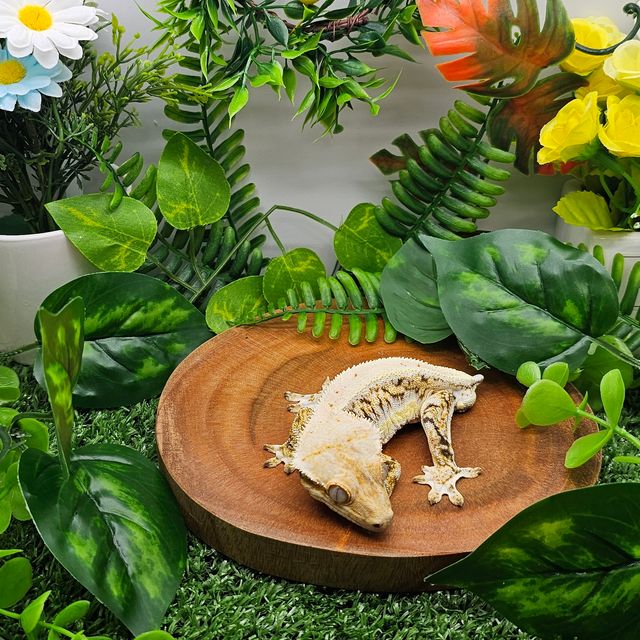 릴리화이트 트라이