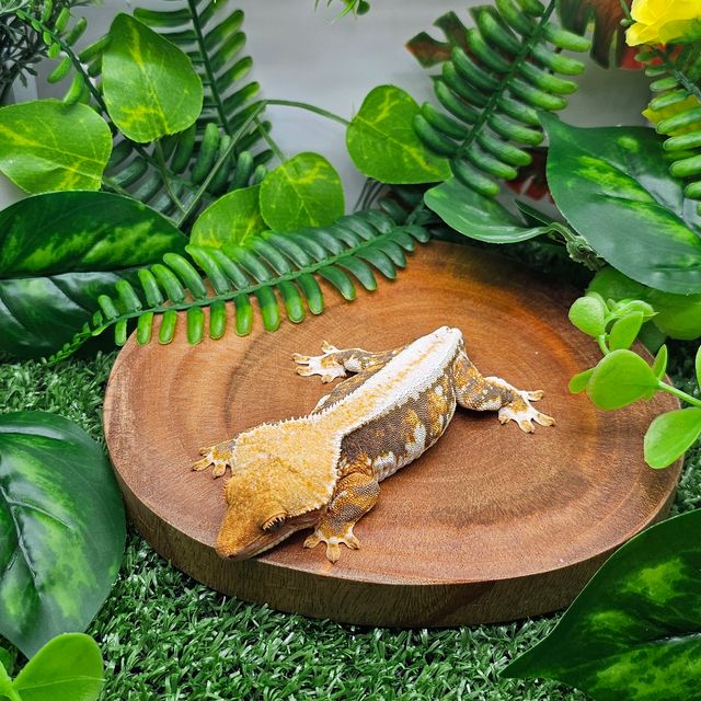 릴리화이트 트라이