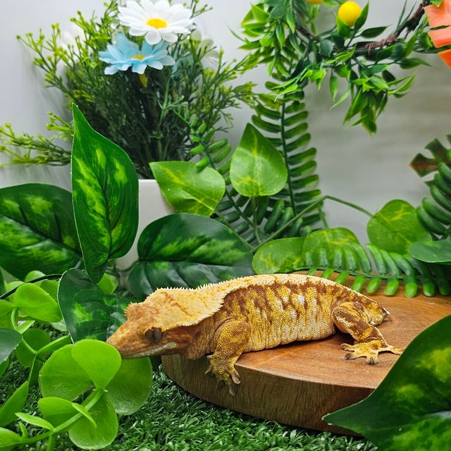 노멀 레드 트라이