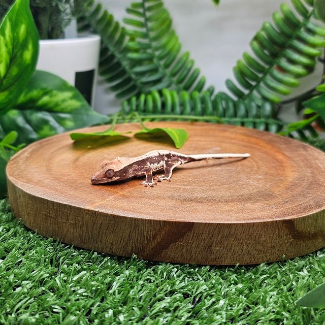 릴리100%헷아잔틱