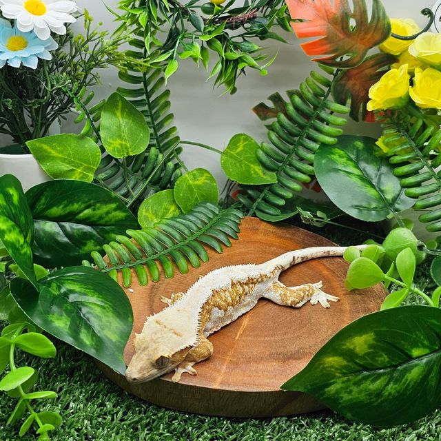 릴리화이트 크림시클