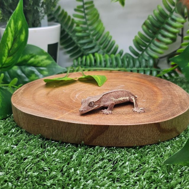 레드 팬텀 릴리화이트